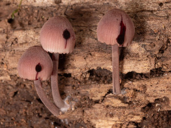 soil