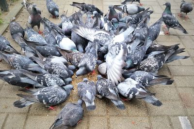 High angle view of pigeons