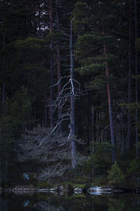 Trees growing in forest