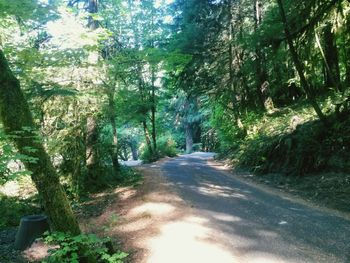 Road amidst trees in forest