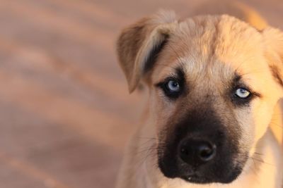 Close-up portrait of dog