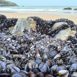 Close-up of mussels on rock at beach