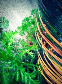 High angle view of wet plants