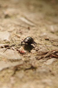 Close-up of surface level of ground