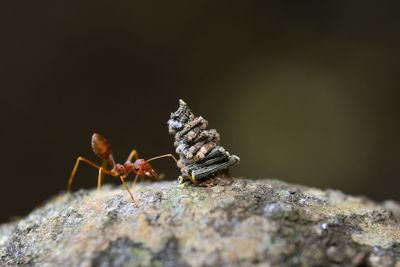 Close-up of ant on rock