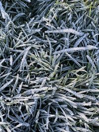 High angle view of frozen pine tree