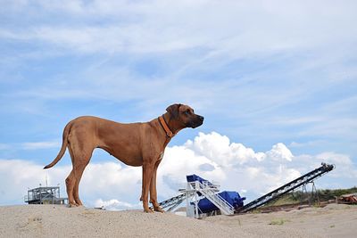 View of dog standing on street against sky