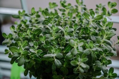 Close-up of potted plant