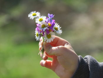 Close-up of hand holding purple flowering plant