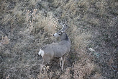 View of deer on field