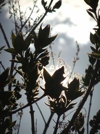 Low angle view of silhouette tree against sky