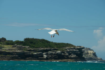 Seagulls flying over sea