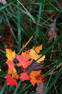 Close-up of maple leaf during autumn
