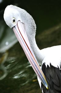 Close-up of pelican