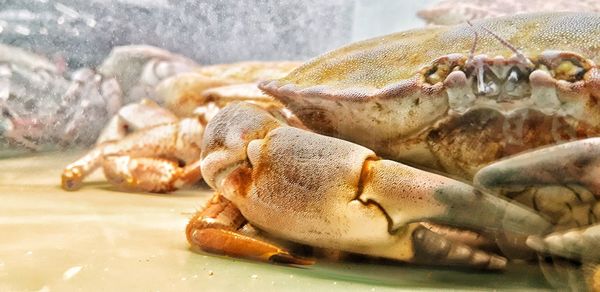 Close-up of fish on table