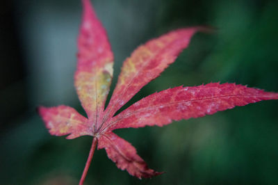 Close-up of red flowering plant leaves