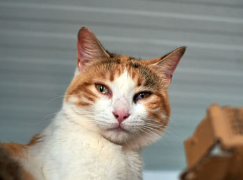 Portrait of ginger cat