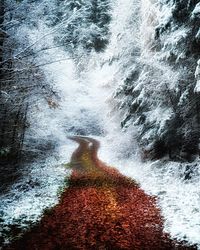 nature