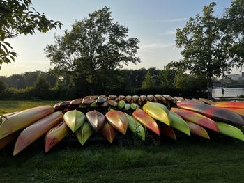 High angle view of bananas on field