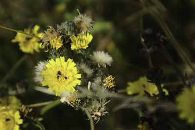 Close-up of yellow flowering plant