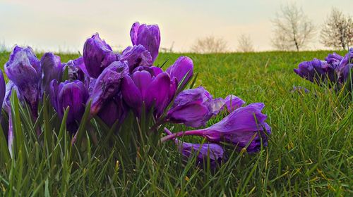 Close-up of purple flowers blooming in field