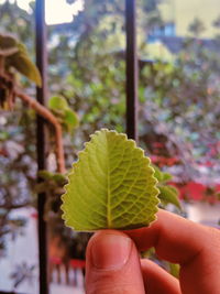 Close-up of hand holding plant