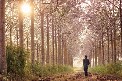 Rear view of man standing amidst trees in forest