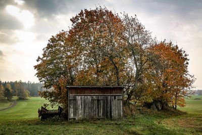 Tree on field against sky during autumn