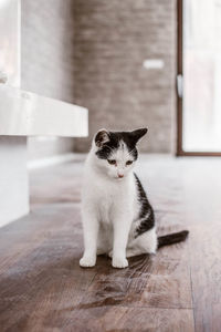 Portrait of cat sitting on floor at home