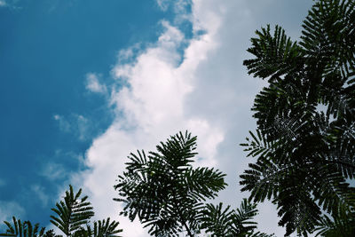 Low angle view of palm tree against sky