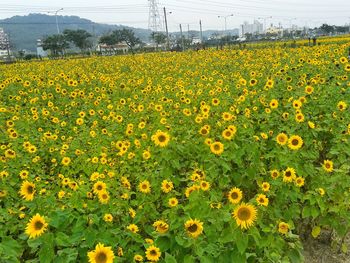 Yellow flowers blooming in field