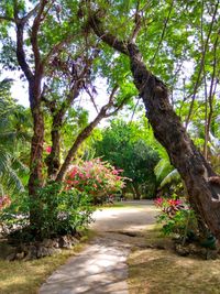 Road amidst trees