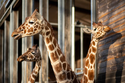 Close-up of giraffe in cage