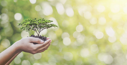 Close-up of hand holding plant