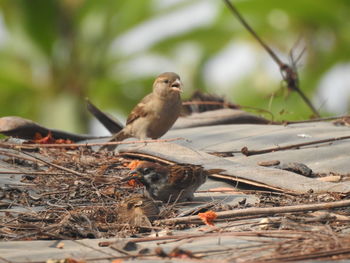 Close-up of bird perching on a land