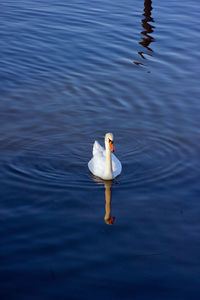 Swan with reflection in calm blue water