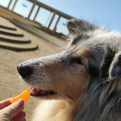 Close-up of person eating dog