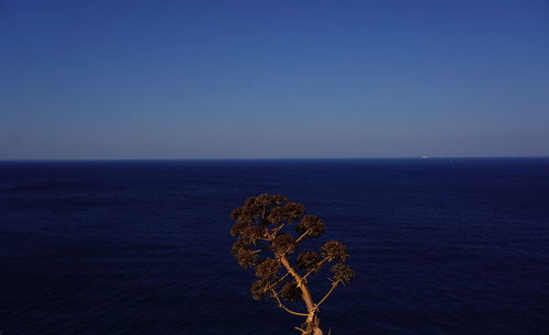 Scenic view of plant against clear blue sky and sea