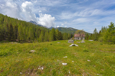 Panorama on an old hut in the middle of a pasture, claut, italy