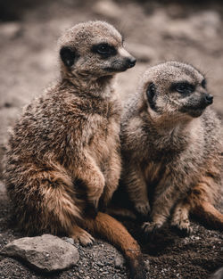 Close-up of meerkats looking away