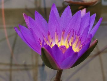 Close-up of purple water lily