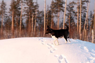 Dog running on snow covered land