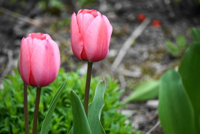 Close-up of pink tulips on field