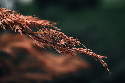 Orange dry branch of a coniferous plant on a blurred background. september details. autumn