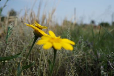 Close-up of yellow flowers blooming in field