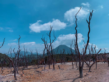 Bare trees on field against sky