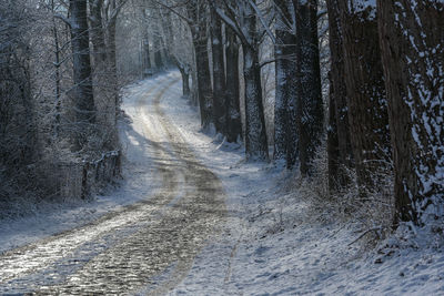 Road amidst trees in forest during winter