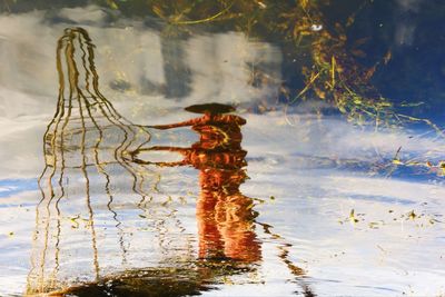 View of turtle swimming in lake