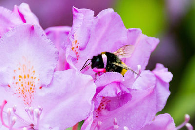 Close-up of bee on pink flower