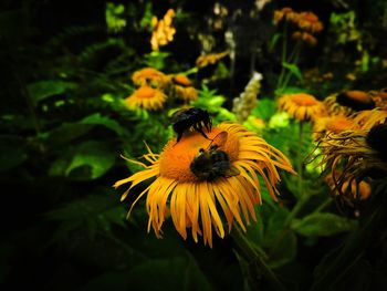 Close-up of insect on yellow flower